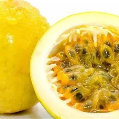 Embrapa anuncia novas cultivares