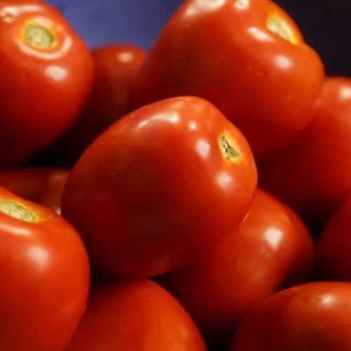 Fertilizante biotecnológico promete ganhos em produtividade