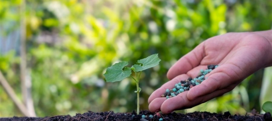 Você está manejando o solo corretamente?