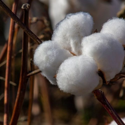 EUA: área plantada do algodão cai 10% em 2025