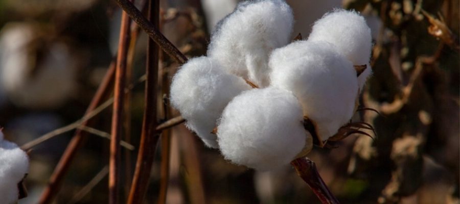 Gotejamento subterrâneo avança no cultivo de algodão