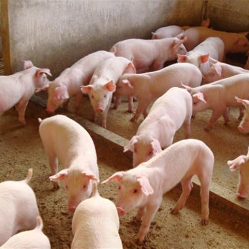 Saúde intestinal dos leitões: impacto no desempenho 