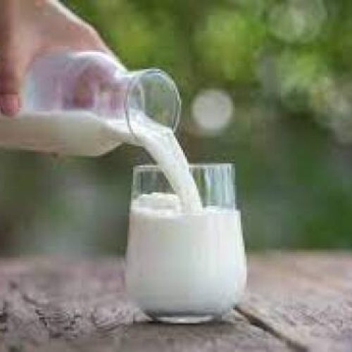 DIA MUNDIAL DO LEITE: Produto mato-grossense é alimento, sustento e tradição