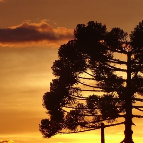 Brasil preserva mais área que EUA e UE, mostram dados