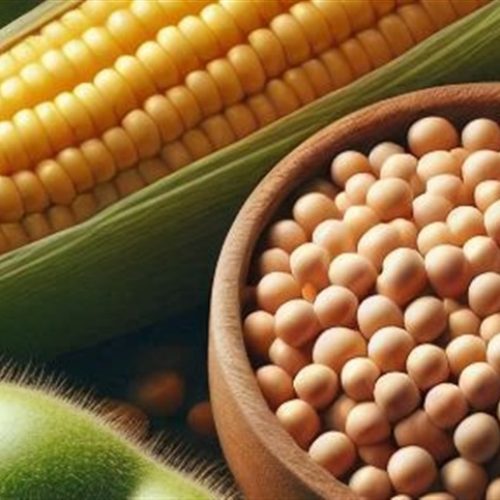 Mercado de grãos inicia com alta do trigo e queda na soja