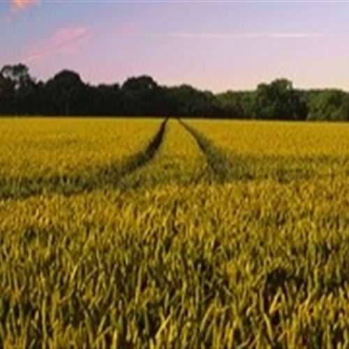 Arrendamento cresce no Brasil