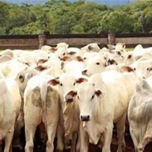 Parasita acende alerta na pecuária dos EUA