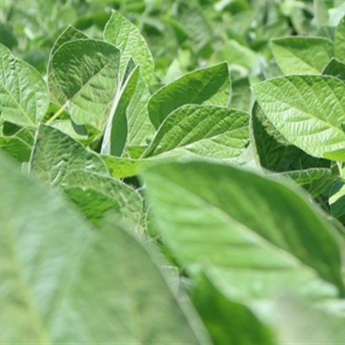 Alta moderada marca abertura dos mercados agrícolas