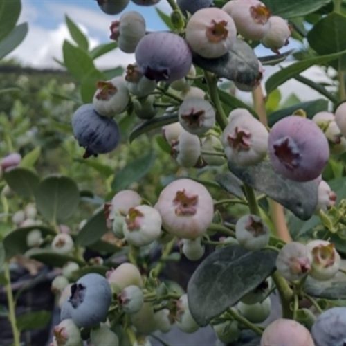 Irrigação de precisão transforma a fruticultura