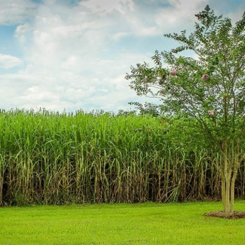 Como fazer o manejo integrado na cana?