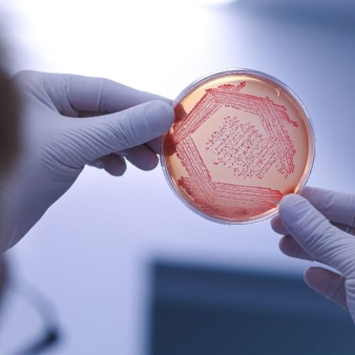 Brasil avança com a regulamentação de bioinsumos: Oportunidade ou risco?