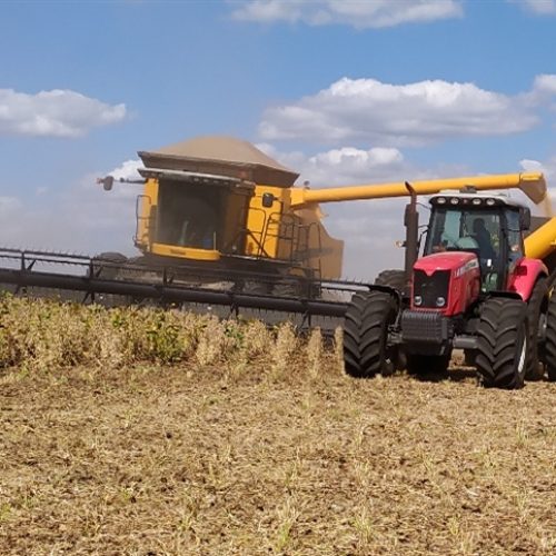 Soja e milho são base da alimentação e indústria no Brasil