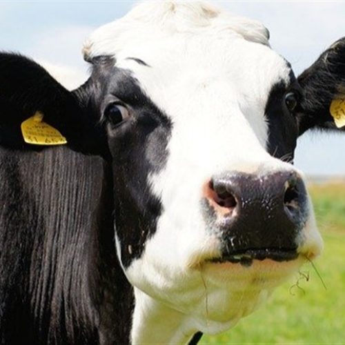 Paraná: leite fica mais caro com o inverno