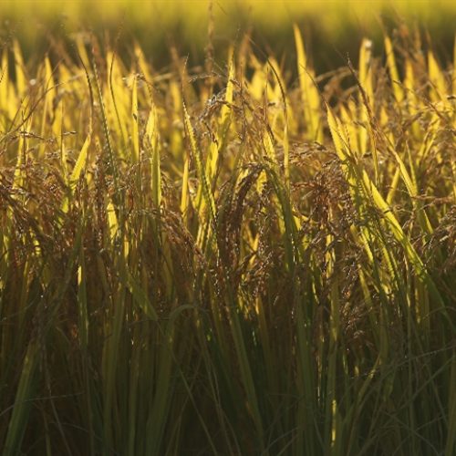 Federarroz entra em plantão permanente para enfrentar a crise do arroz