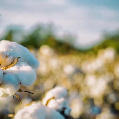 Geopolítica ganha força no mercado de algodão