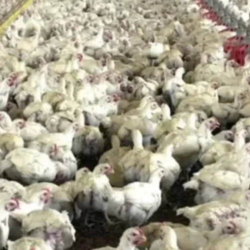 Gripe aviária: Trabalhador de granja no RS é isolado por suspeita de contaminação com o vírus