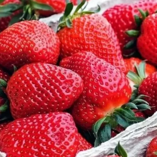 Nem vinagre nem água da torneira: veja melhor maneira de lavar morangos e remover pesticidas