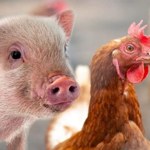 AVICULTURA EM ALTA: Brasil supera desafios e bate recorde nas exportações de carne de frango e suína