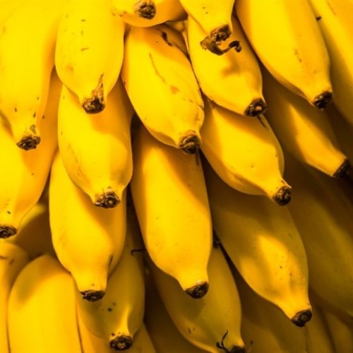 Produção de banana no Paraná cai 30% em dez anos