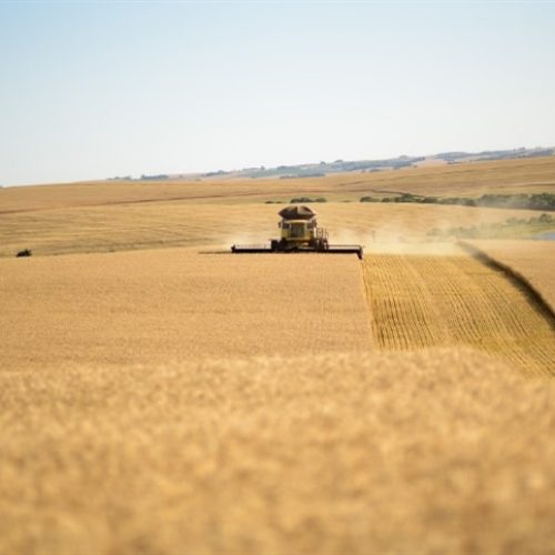 Safra de trigo 2026 deve cair no Brasil