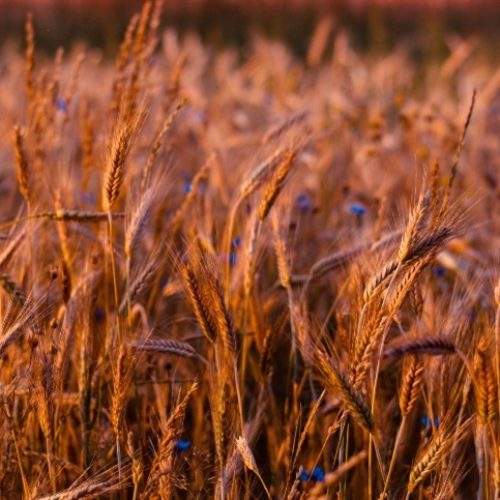 Importação de trigo pode chegar a 10 milhões de toneladas em 2027