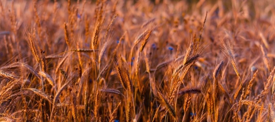 Importação de trigo pode chegar a 10 milhões de toneladas em 2027