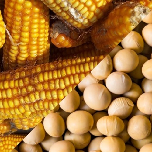 Papel estratégico da soja e do milho na cadeia de proteína animal