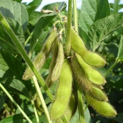 Resistência do leiteiro a herbicidas acende alerta