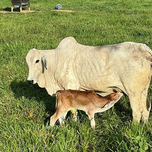 EM BUSCA DE PRODUTIVIDADE: Tecnologia disponível, mas pouco adotada: como a pecuária de cria no Acre pode evoluir?