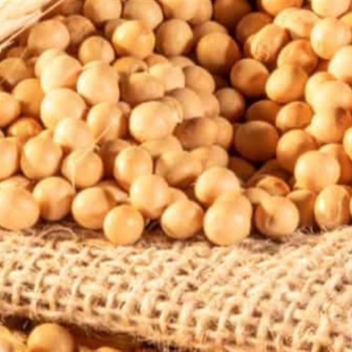 Clima irregular impacta safra de soja e milho