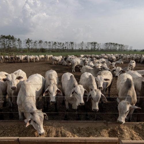 Brasil negocia início de embarques de carne bovina ao Japão