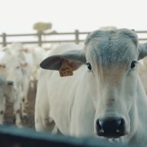 Boi gordo: mercado doméstico freia novas altas; veja cotações