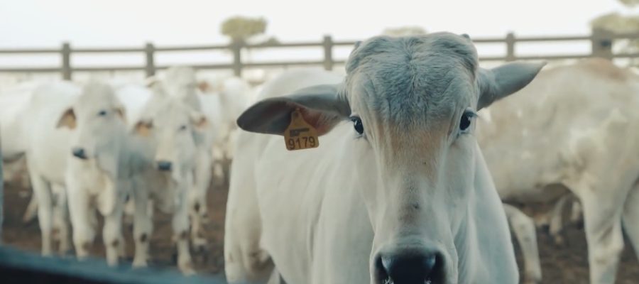 Boi gordo: mercado doméstico freia novas altas; veja cotações