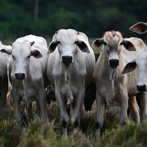 O que é o ‘RG do boi’ e por que ele é importante para a Amazônia e o seu bife