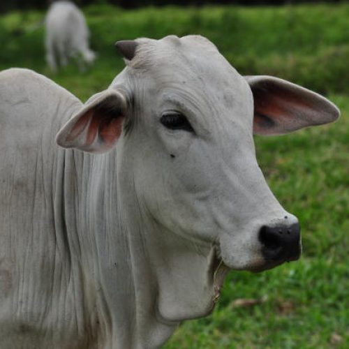 Arroba do boi gordo teve queda na semana mesmo com avanço das exportações de carne
