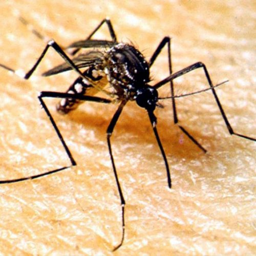Sobe para 6 números de óbitos por chikungunya em Sinop