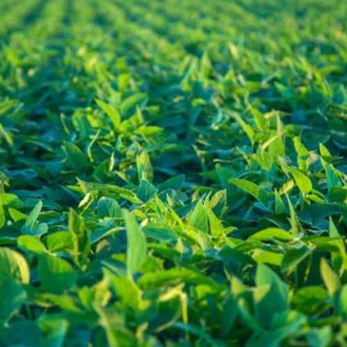 Empresa quer monitorar 5% da soja brasileira