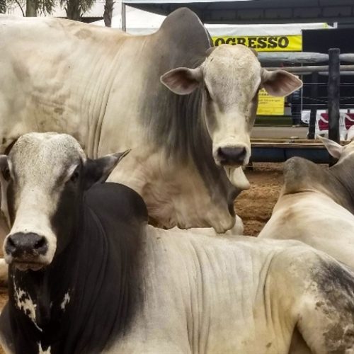 Mercado do boi gordo perde força e encerra semana estável