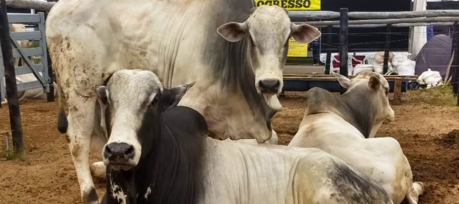 Mercado do boi gordo perde força e encerra semana estável