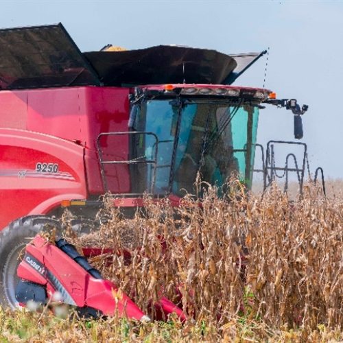 Milho goiano impulsiona safra recorde