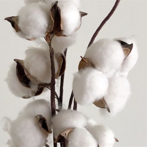 Produção de algodão cresce 10% na safra 2024/2025