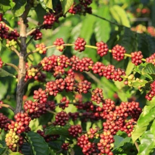 Exportações de café recuam 11% no 1º trimestre