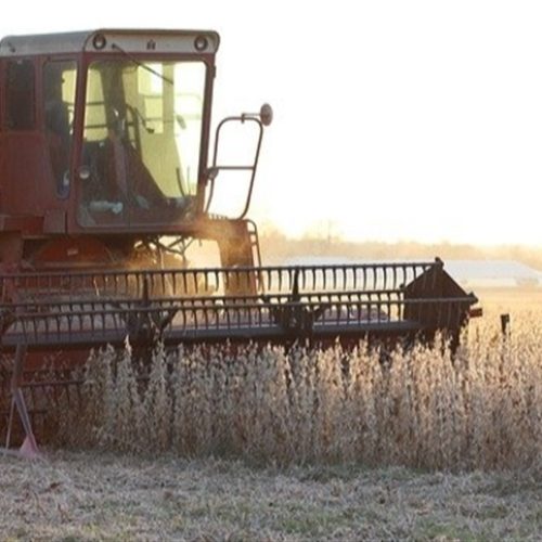 Alta produtividade amplia retorno na soja