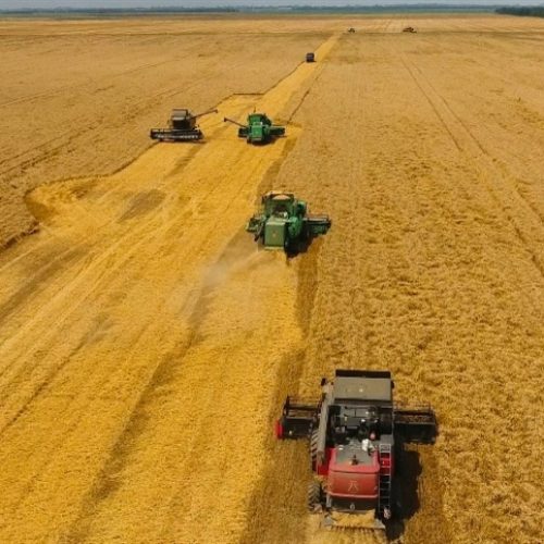 Colheita avança, mas qualidade do trigo preocupa mercado