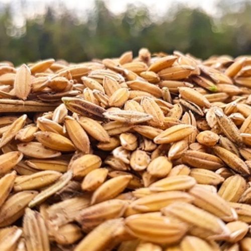 Transição tributária começa a impactar mercado do arroz