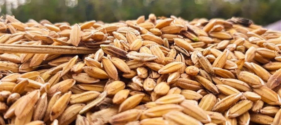Riscos crescem no mercado mundial de arroz