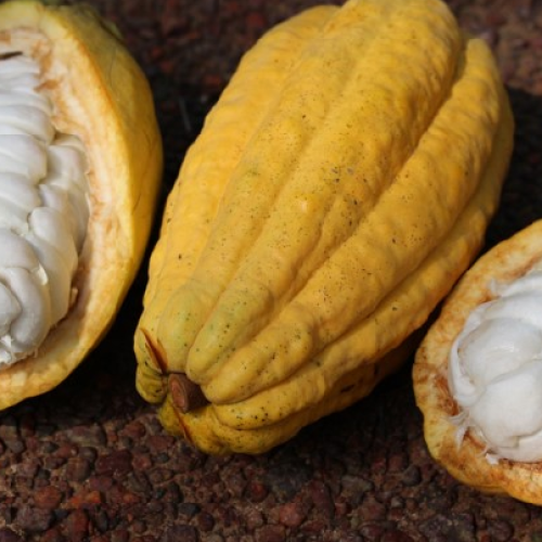 Do ‘Baixão’ para o Brasil: viveiro de cacau na Amazônia vira modelo de sustentabilidade