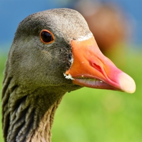 Governo proíbe produção e venda de foie gras em todo o país