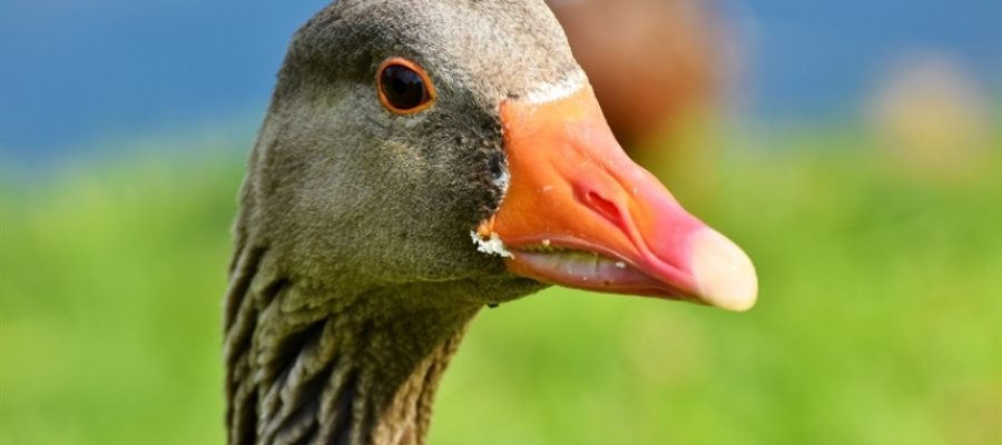 Governo proíbe produção e venda de foie gras em todo o país