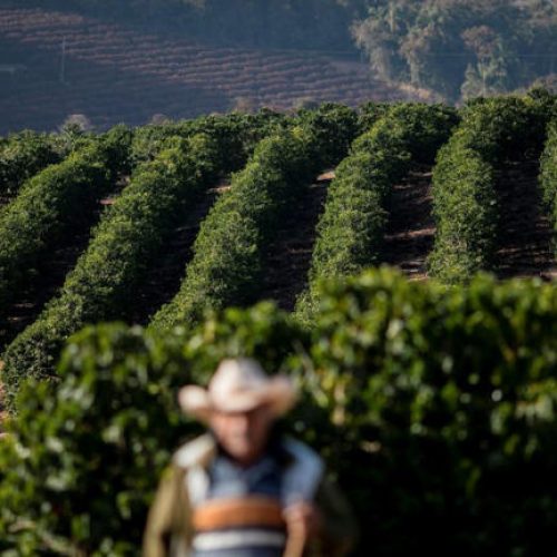 Café fecha em alta e açúcar bruto atinge novo pico de 2 meses